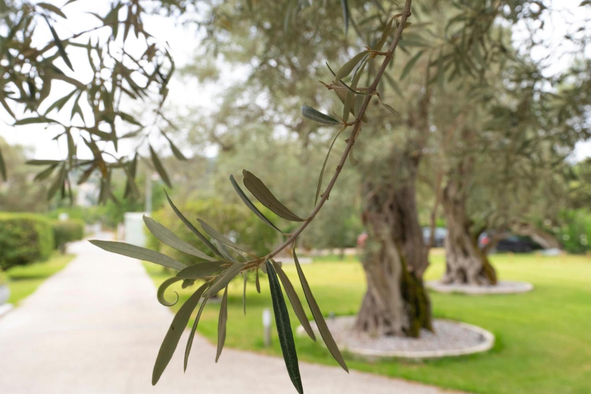 Elaia - Apartments & Studios Lefkada City Exterior photo