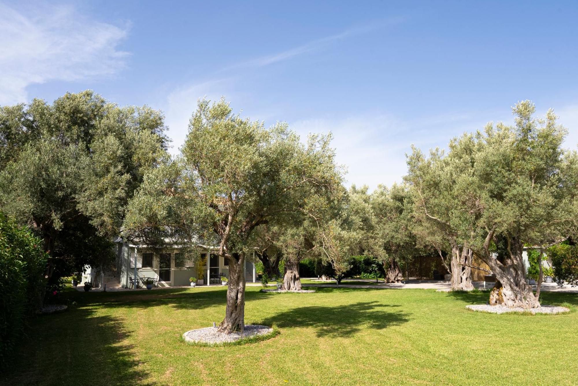 Elaia - Apartments & Studios Lefkada City Exterior photo